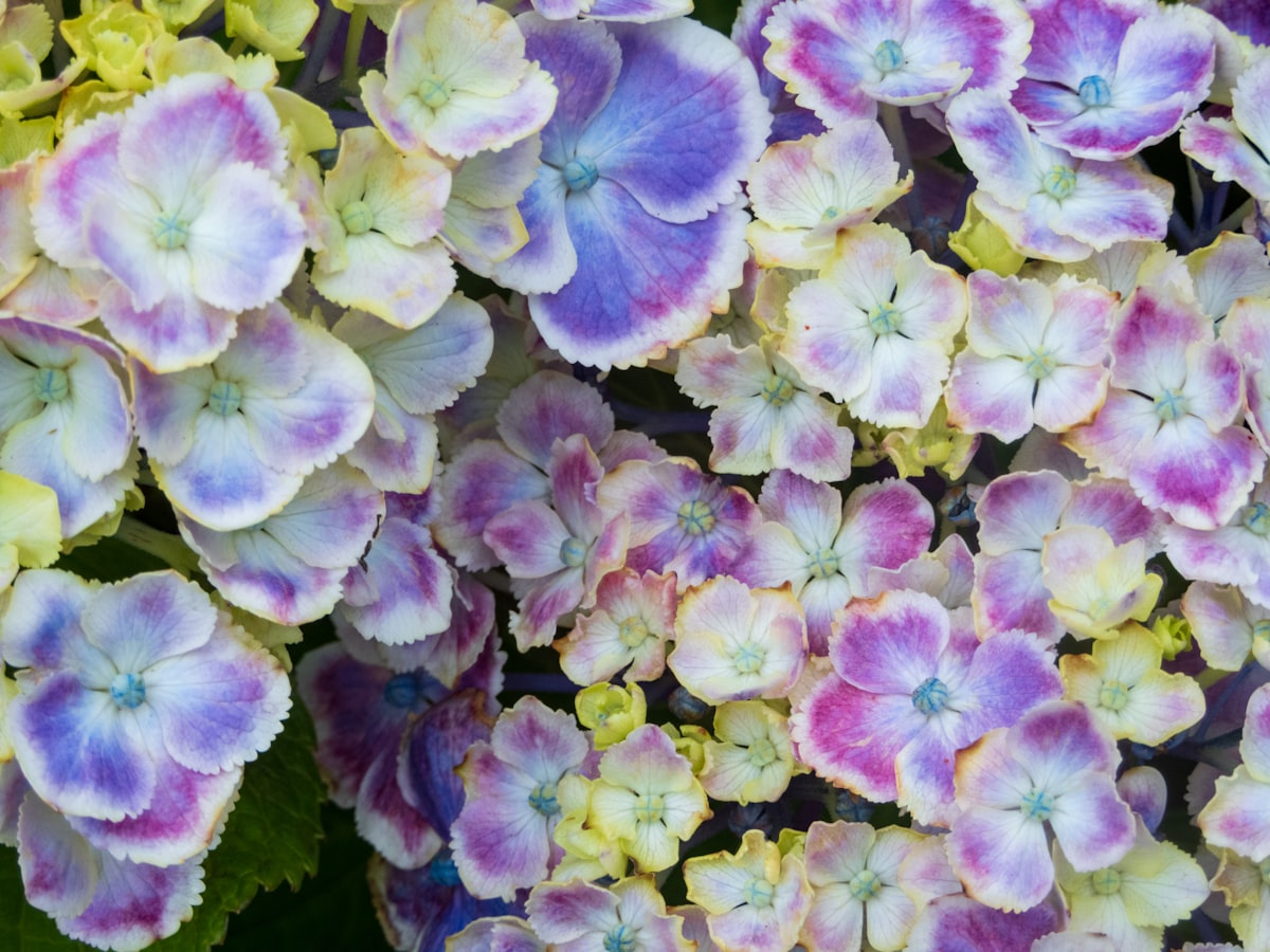 紫陽花