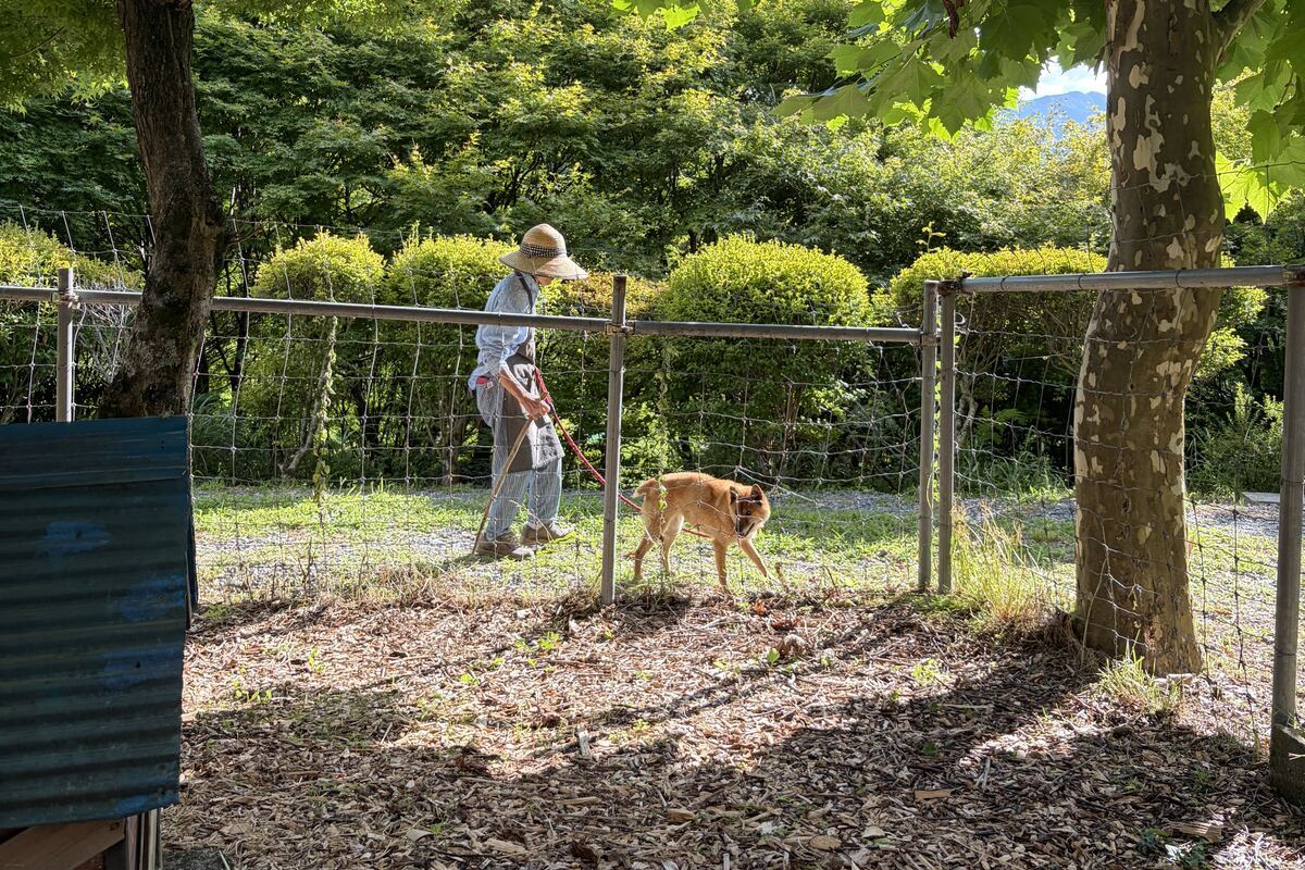 麦わら帽子をかぶった母が、赤いリードで柴犬を連れて畑の柵ぞいを歩いている