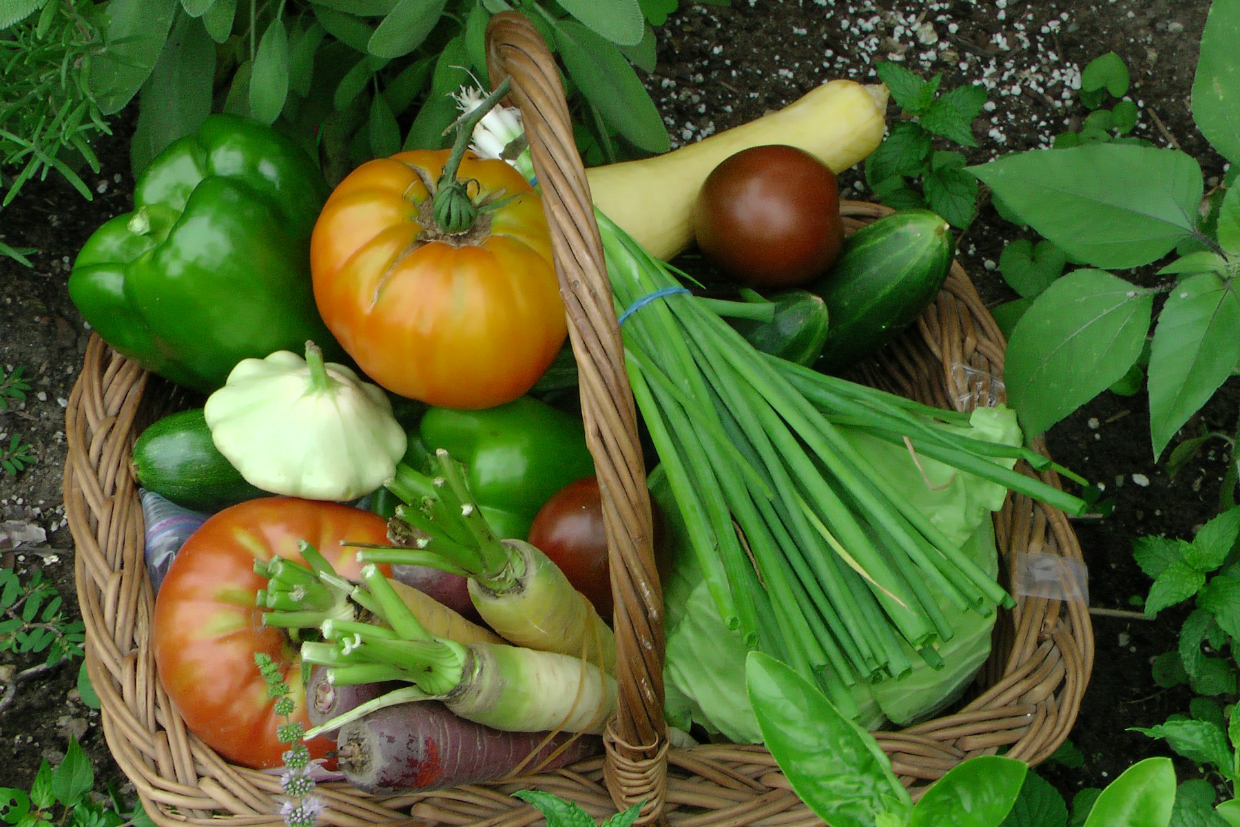 畑に置かれた籠に、トマトやピーマン、ズッキーニなどの夏野菜が山盛りになっている